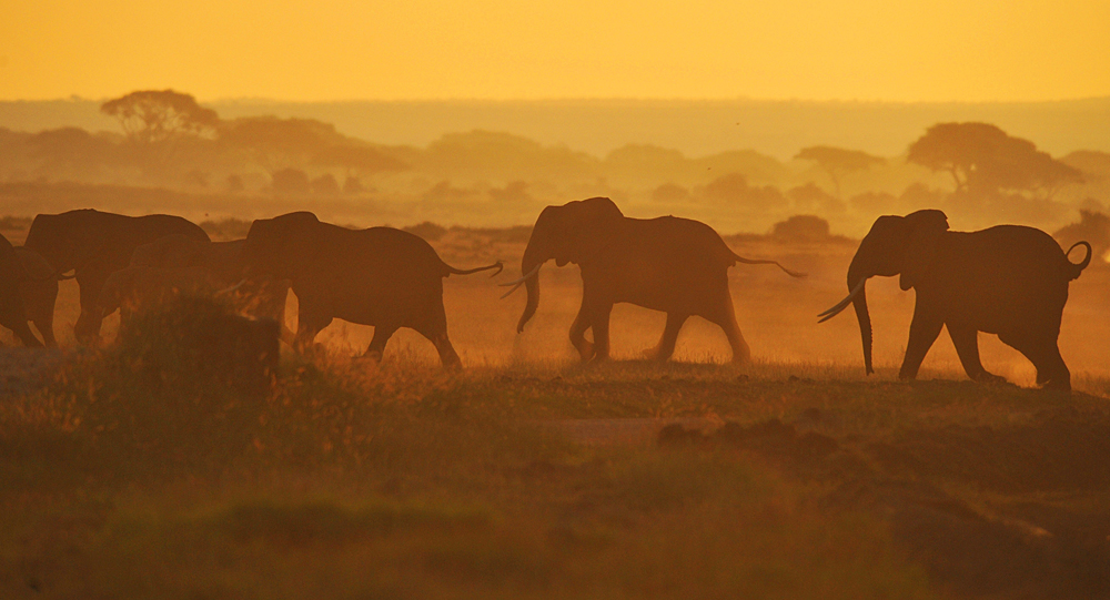 Amboseli