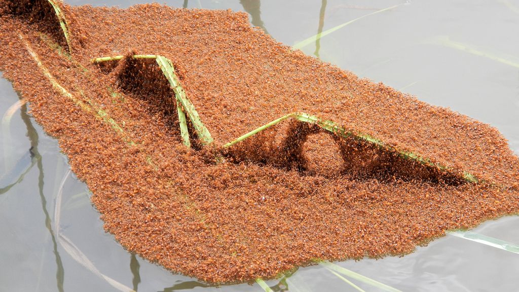 Ameisen
überschwemmte Savanne bei karanambu
0161
