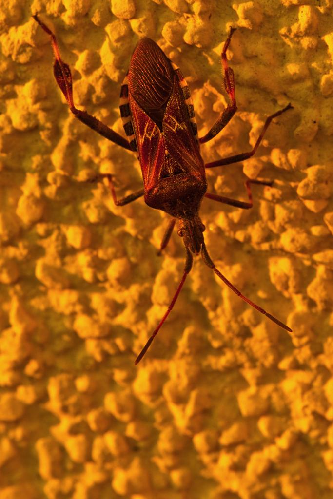 Amerikanische Kiefern- oder Zapfenwanze (Leptoglossus occidentalis)

Nikon D200 + AF Micro Nikkor 4/200mm; Stativ, SVA, ISO 200, 1/15", +0,7 EV

Bildb
