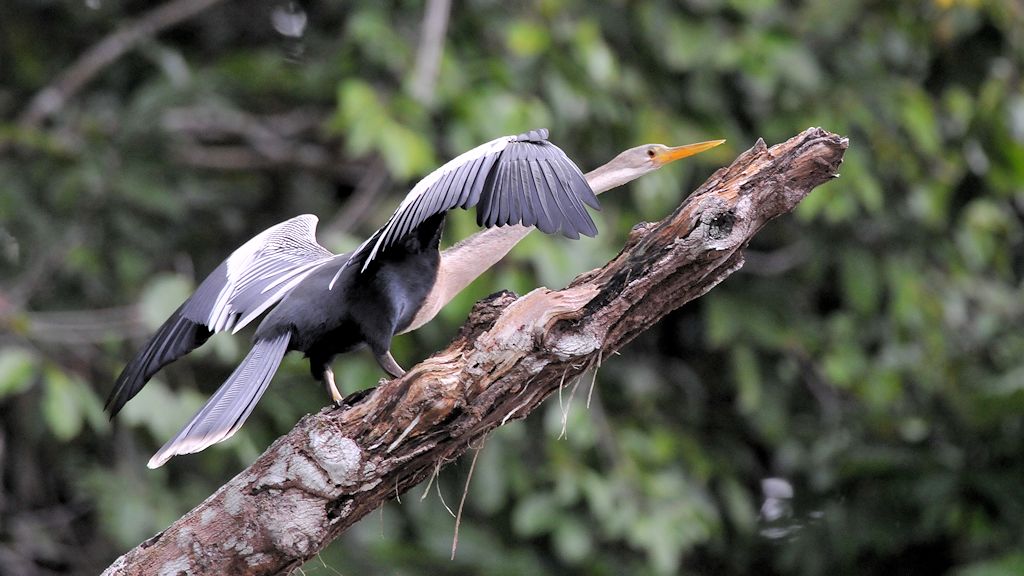Amerikanischer Schlangenhalsvogel (Anhinga)
Iwokrama Rainforest
9955