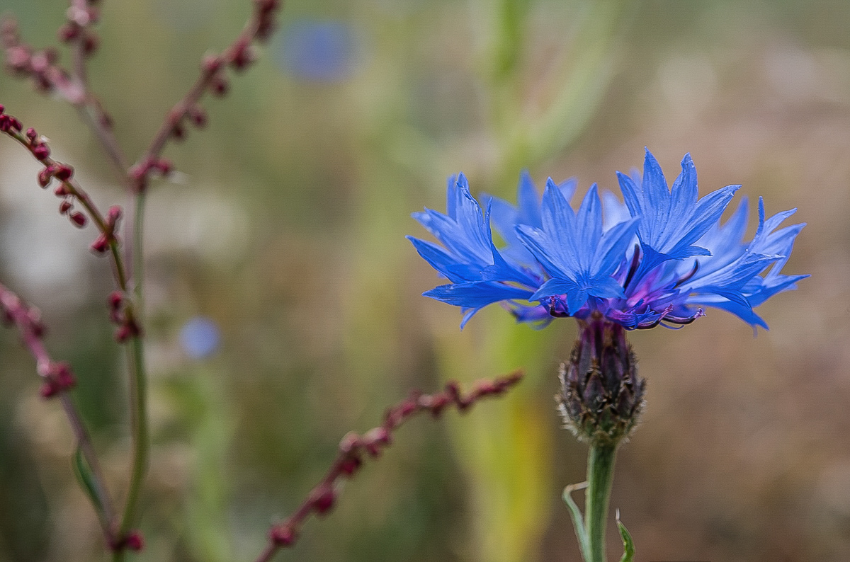 Ampfer und Kornblume.jpg