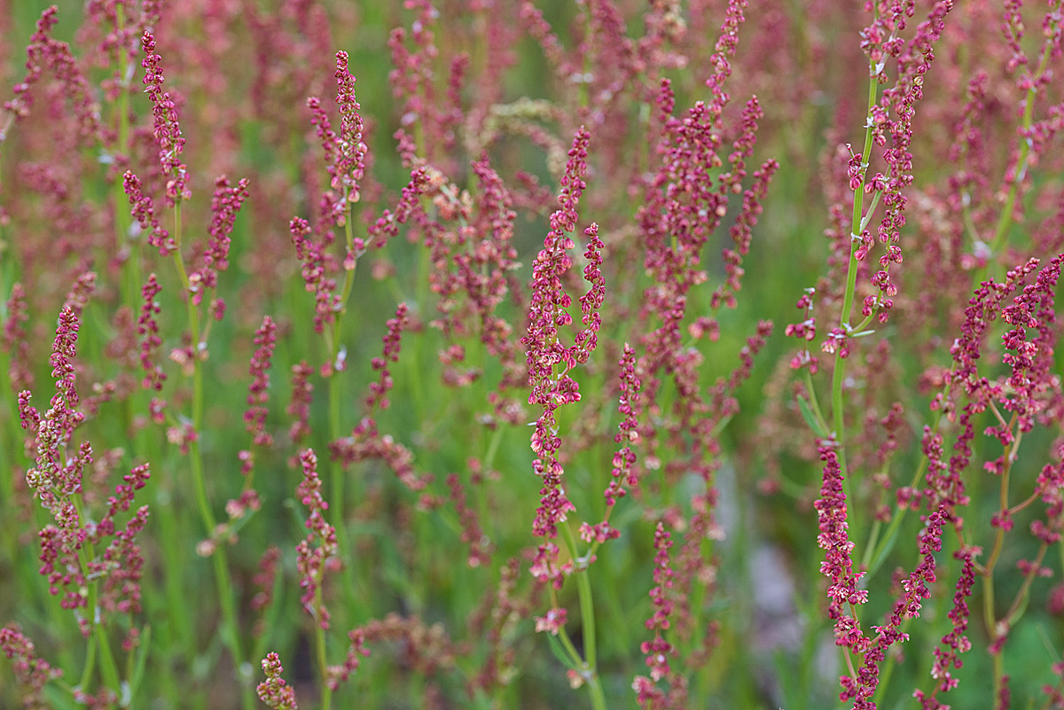 Ampferblüte.jpg