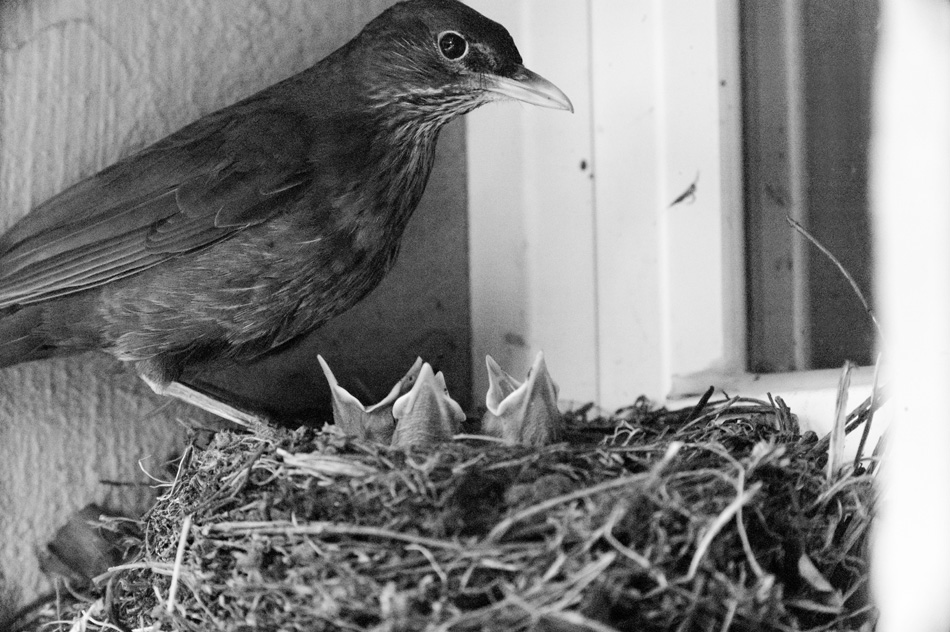 Amsel 01 06 2014 1046769