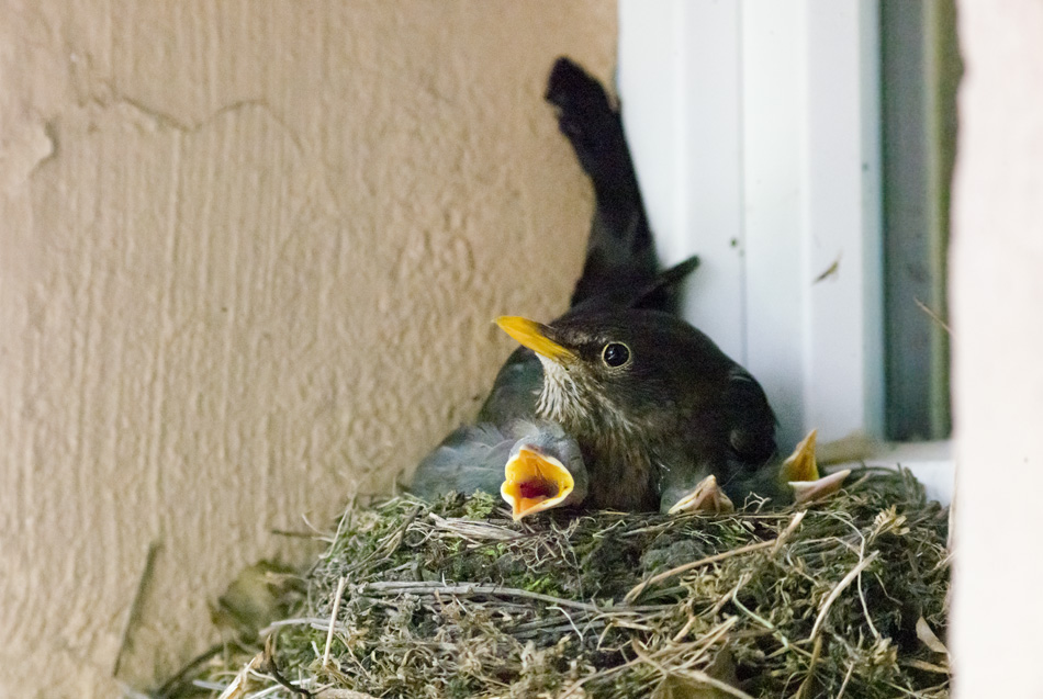 Amsel 01 06 2014 1046796