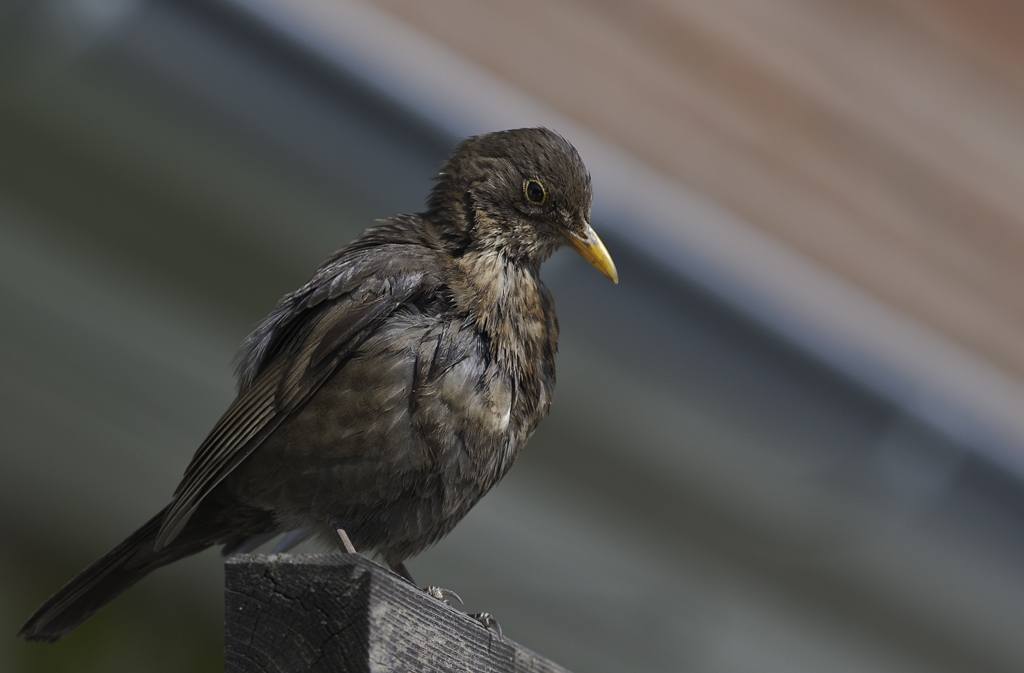 amsel 01