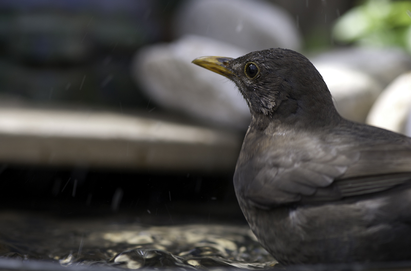 amsel 01