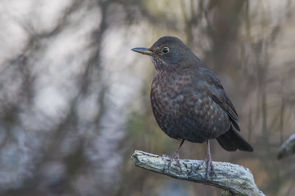 amsel 01