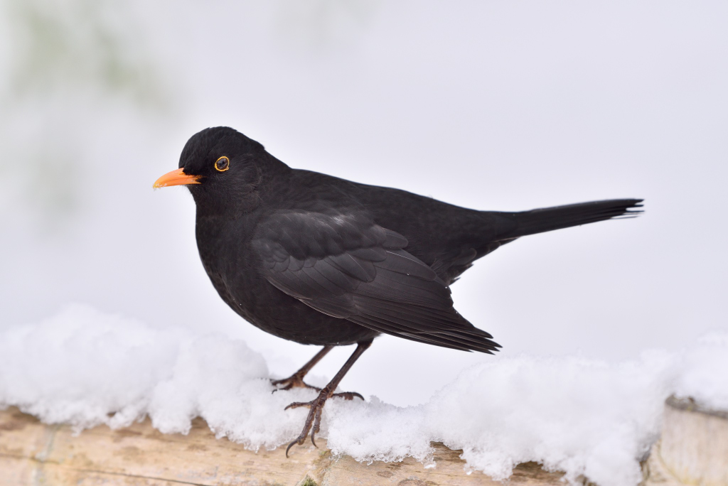 Amsel 012016