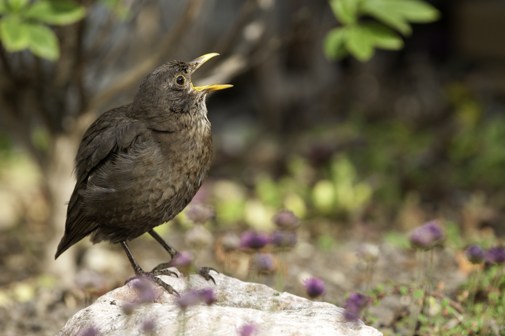 amsel 02