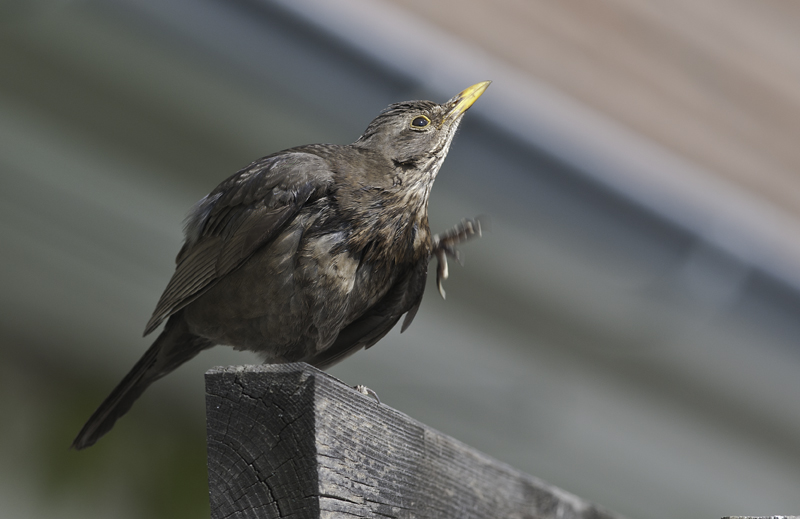 amsel 02