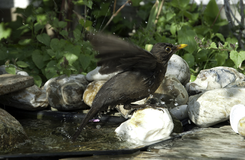amsel 03