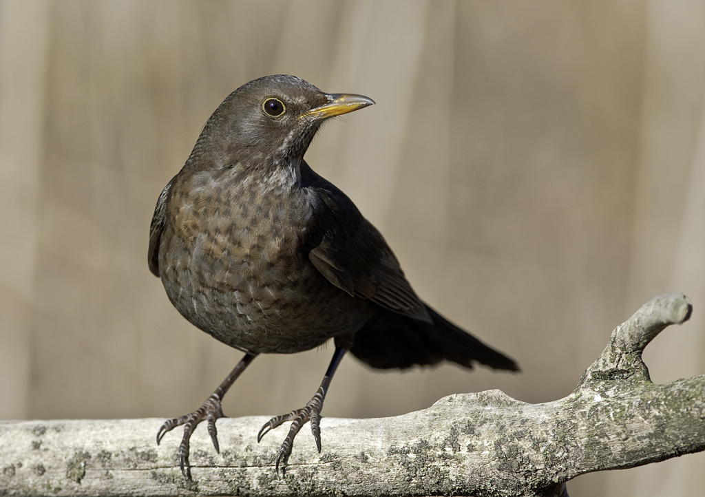 amsel 03