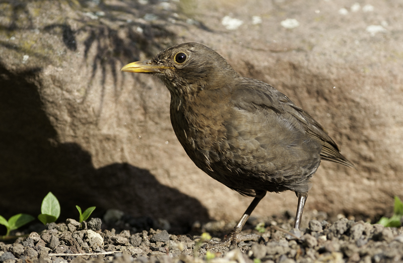 amsel 04