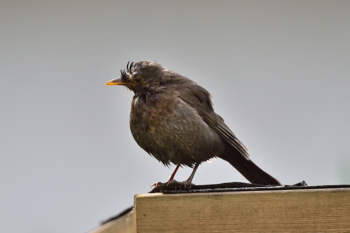 Amsel 04