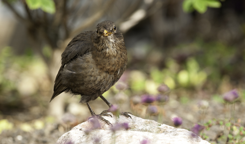 amsel 05