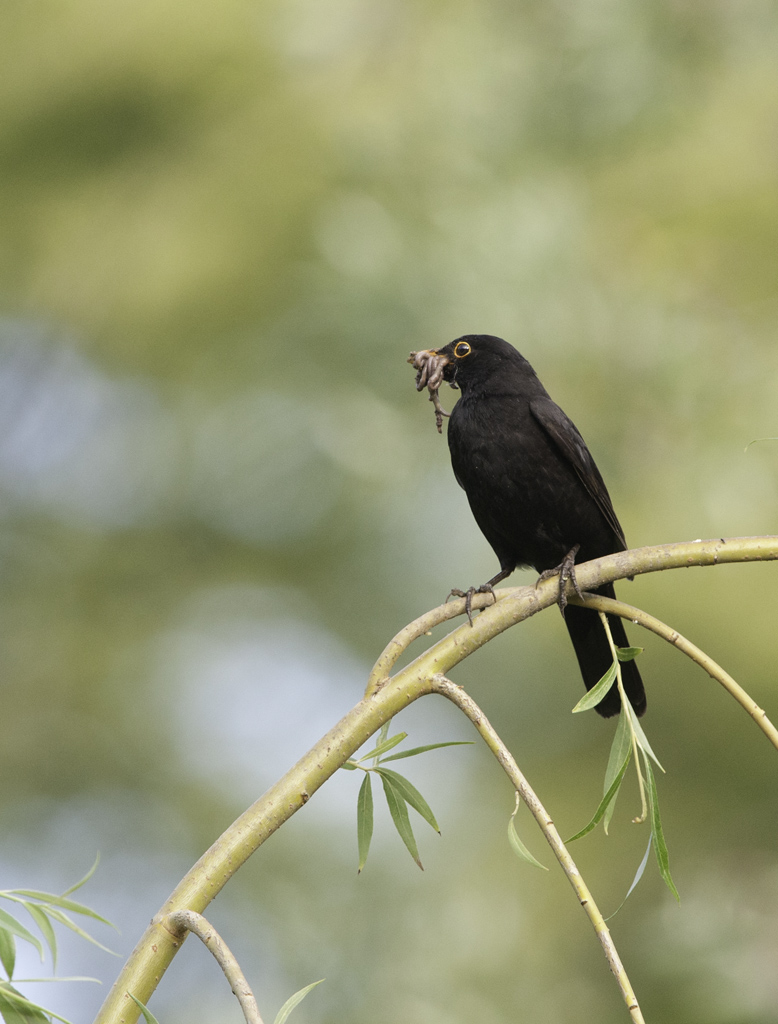 amsel 05