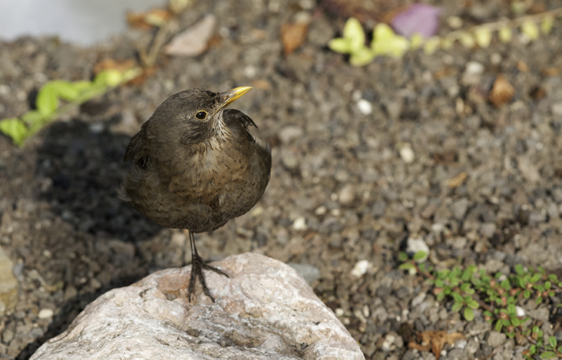 amsel 06