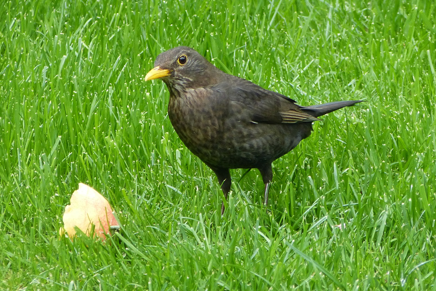 Amsel 1