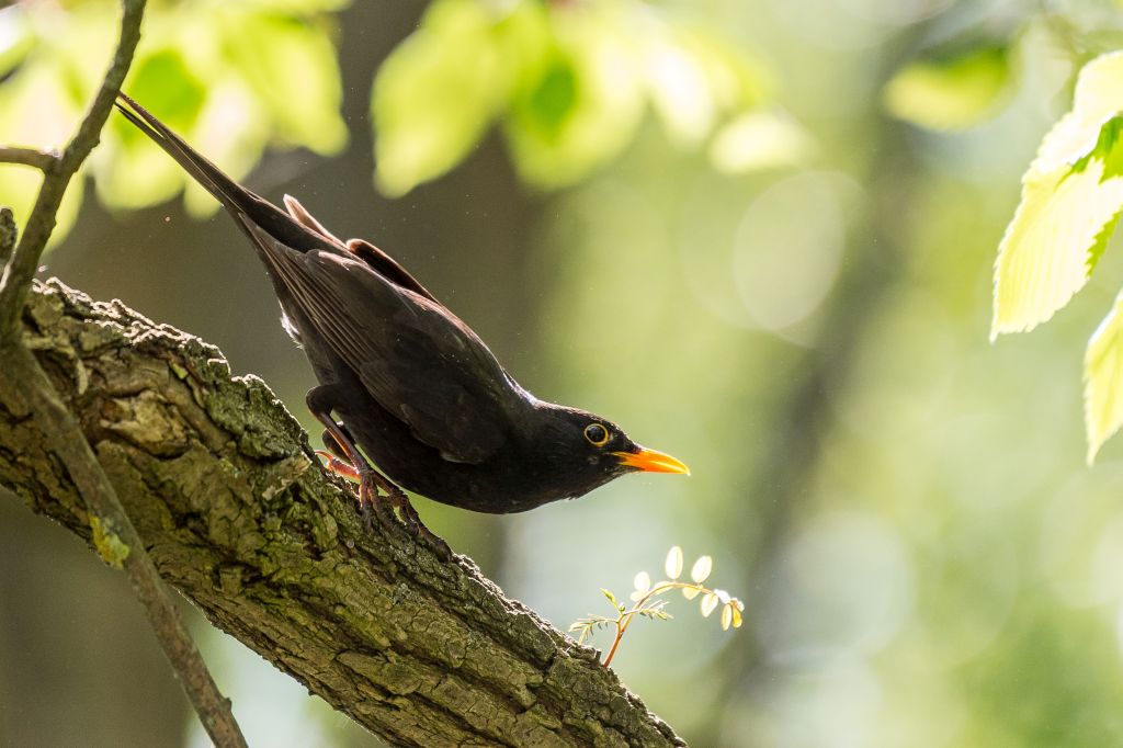 Amsel 1