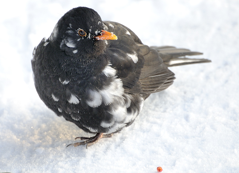 amsel 1
