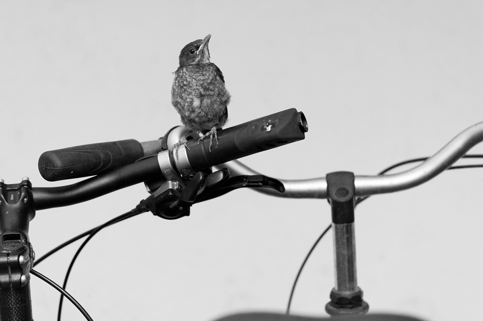 Amsel 11 06 2014 1048039