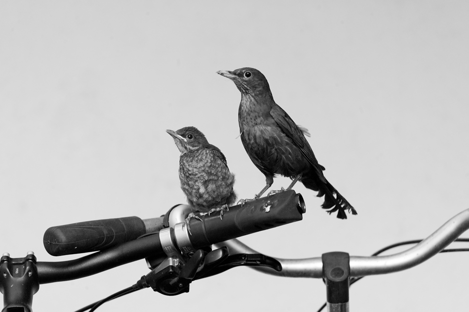 Amsel 11 06 2014 1048046