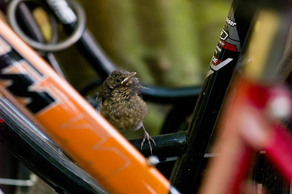 Amsel 12 06 2014 1048094