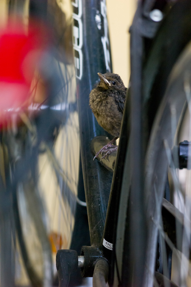 Amsel 12 06 2014 1048107