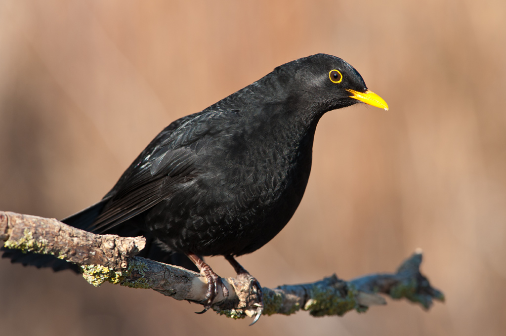 amsel 12