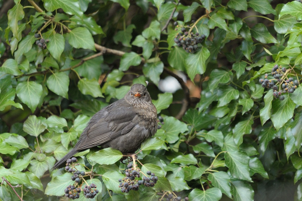 Amsel 2