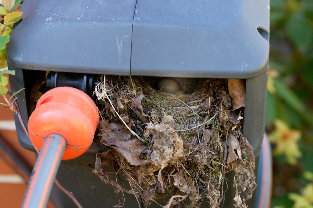 Amsel 3 Eier.jpg