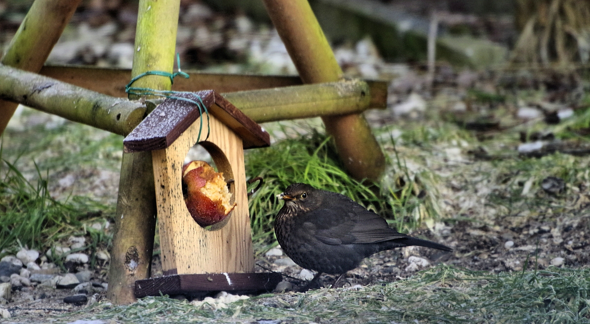 Amsel am Buffet.jpg