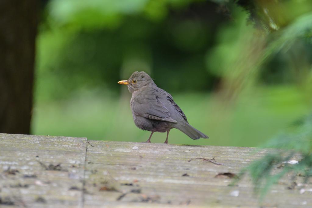 Amsel auf Futtersuche 810