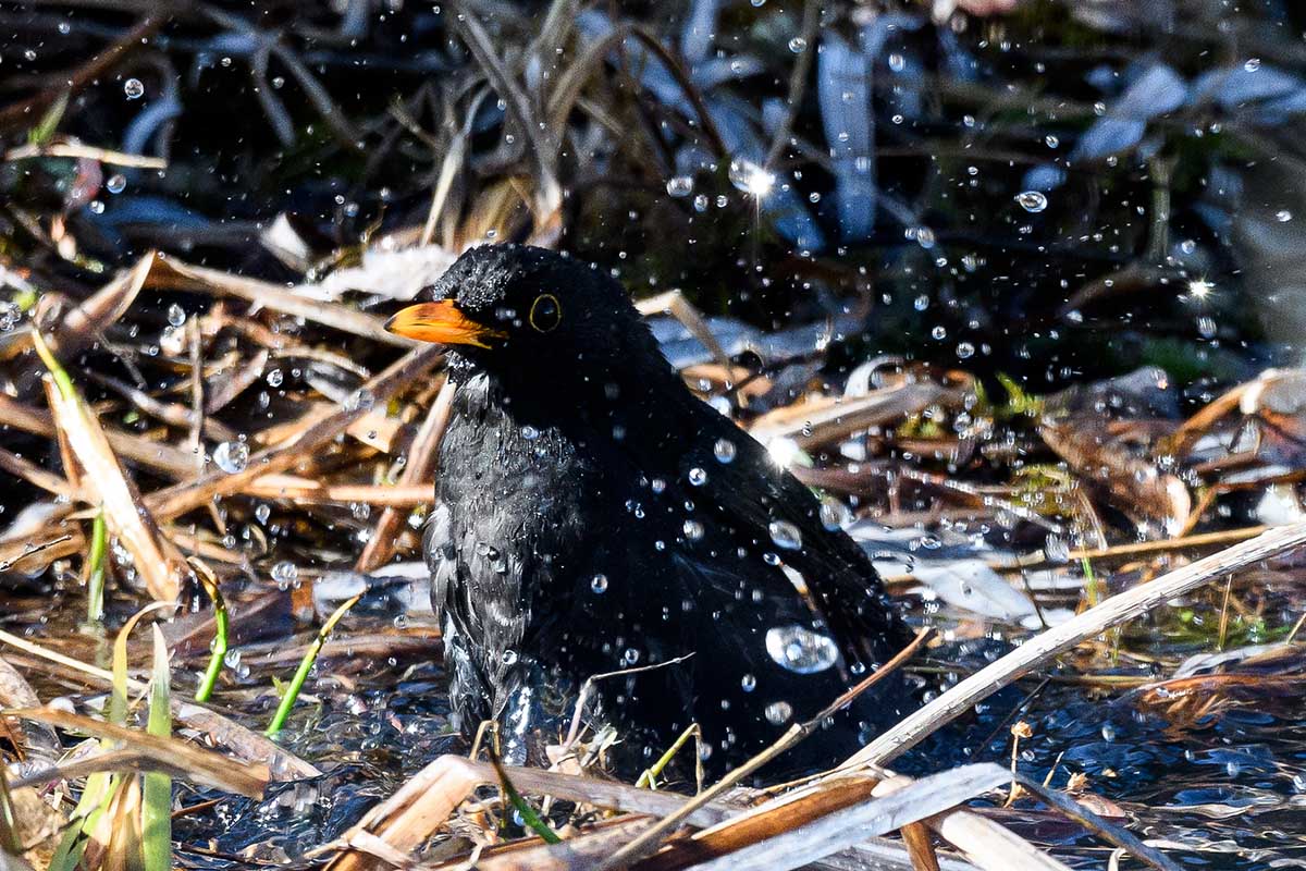 Amsel beim Bad [3]