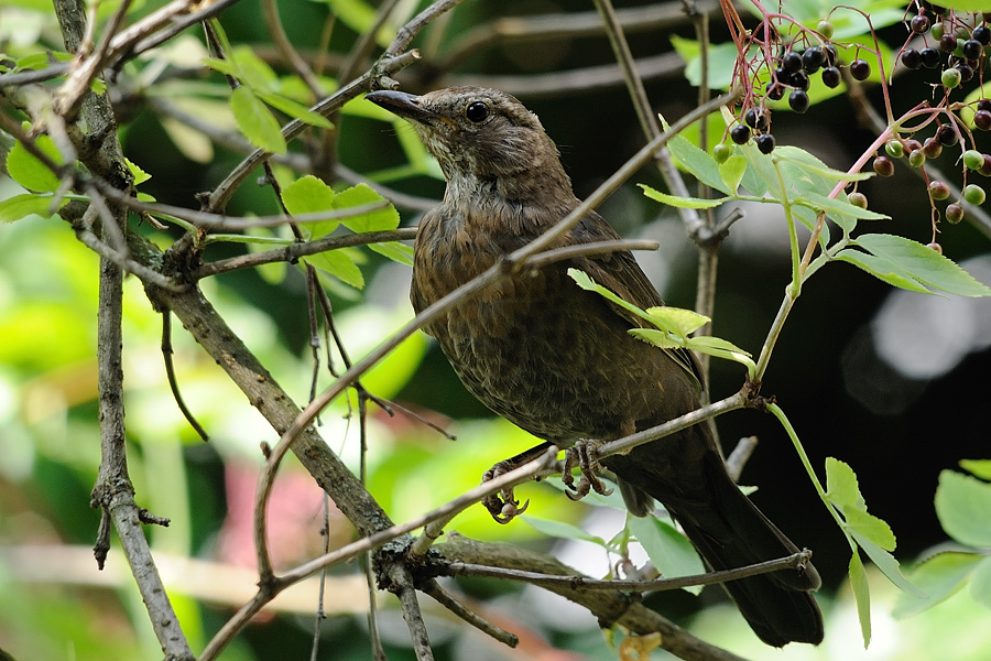Amsel beobachtend2