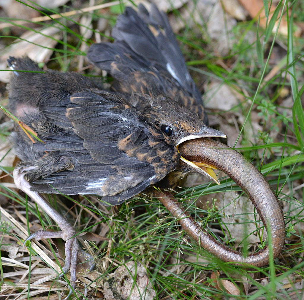 Amsel Blindschleiche