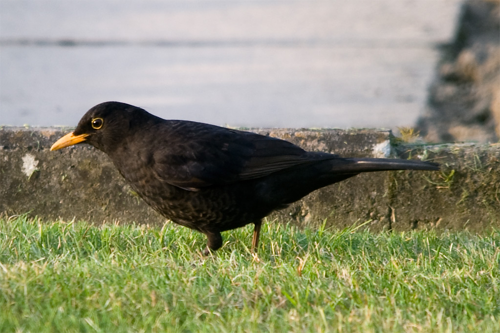 Amsel (ca 50% Crop)