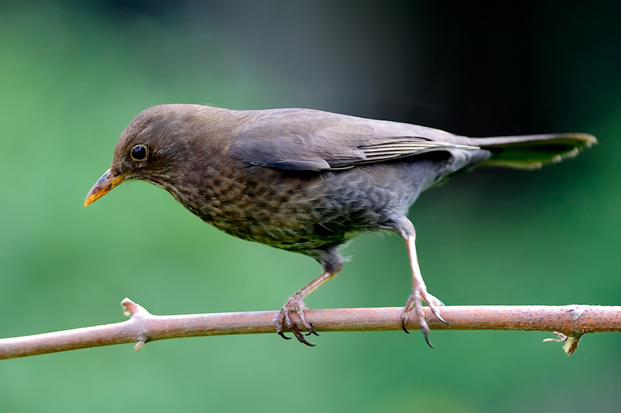 Amsel. Endlich mal getroffen