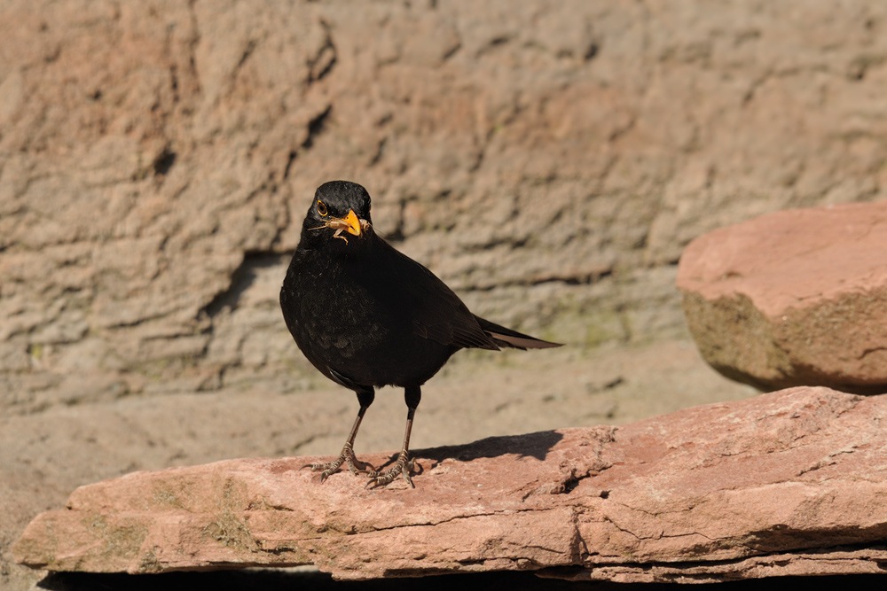 Amsel -
fette Beute