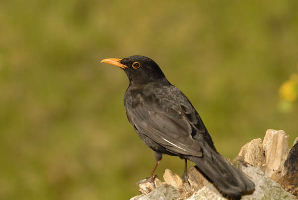 Amsel Frühjahr 08
