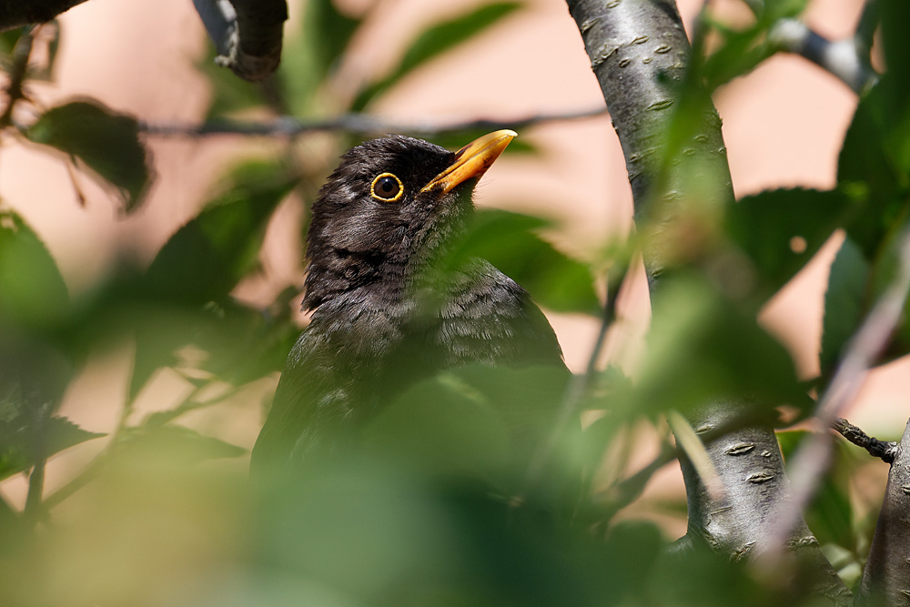 Amsel im Kirschbaum