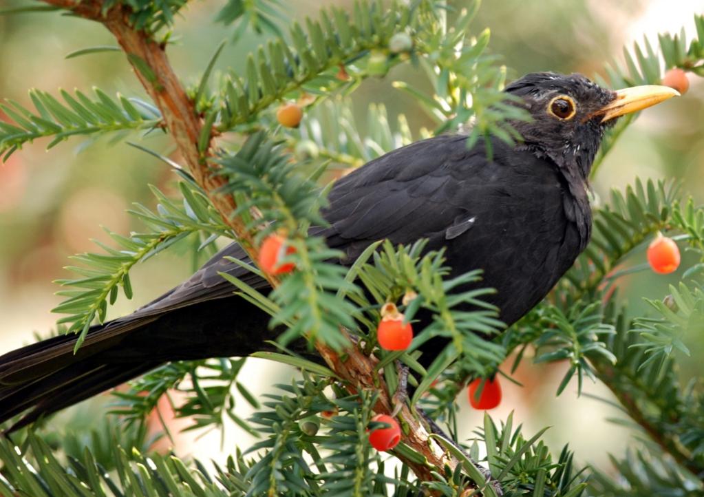 Amsel in Eibe