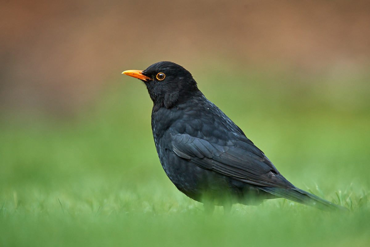 Amsel.jpg