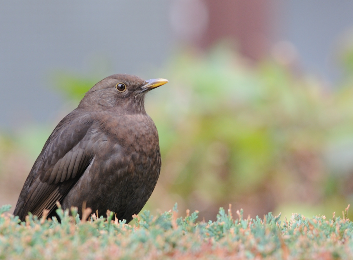 amsel.jpg