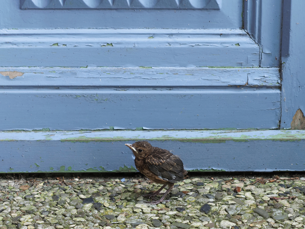 Amsel jung.jpg