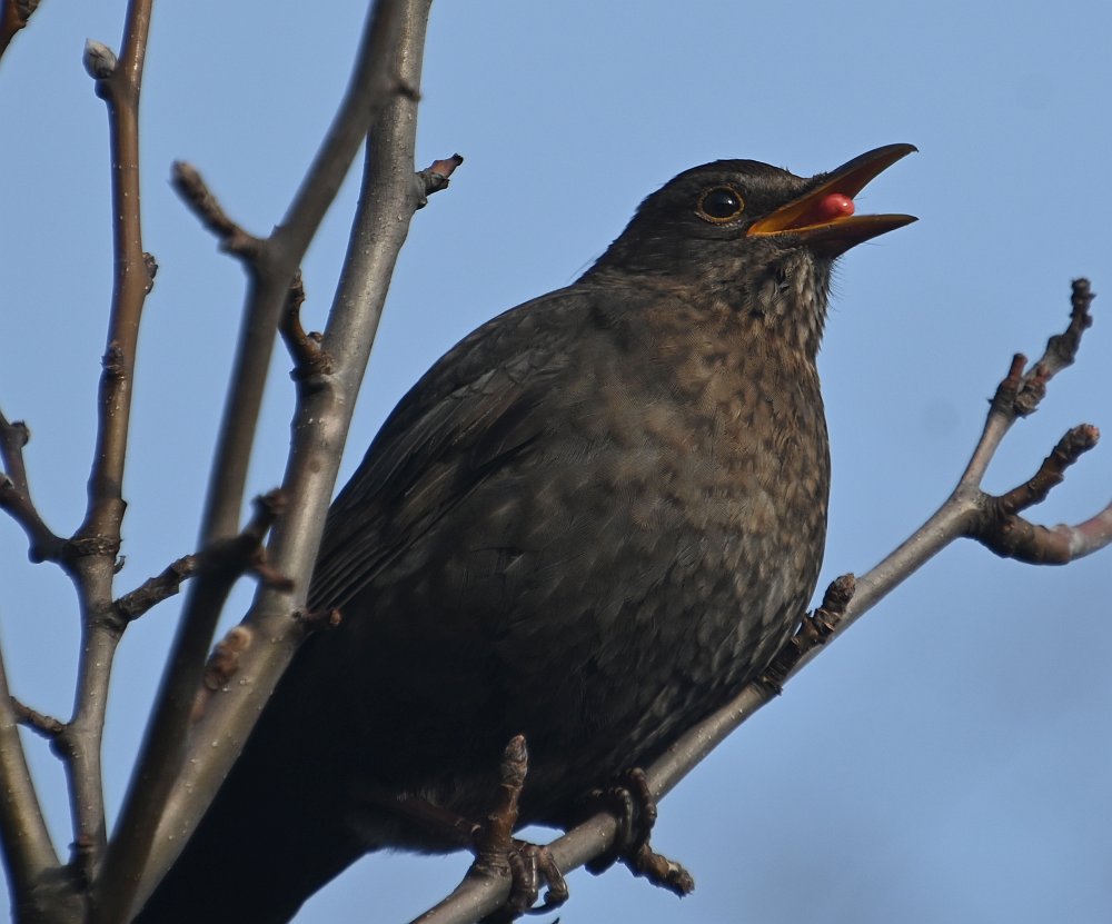 Amsel mit Beere 2.jpg
