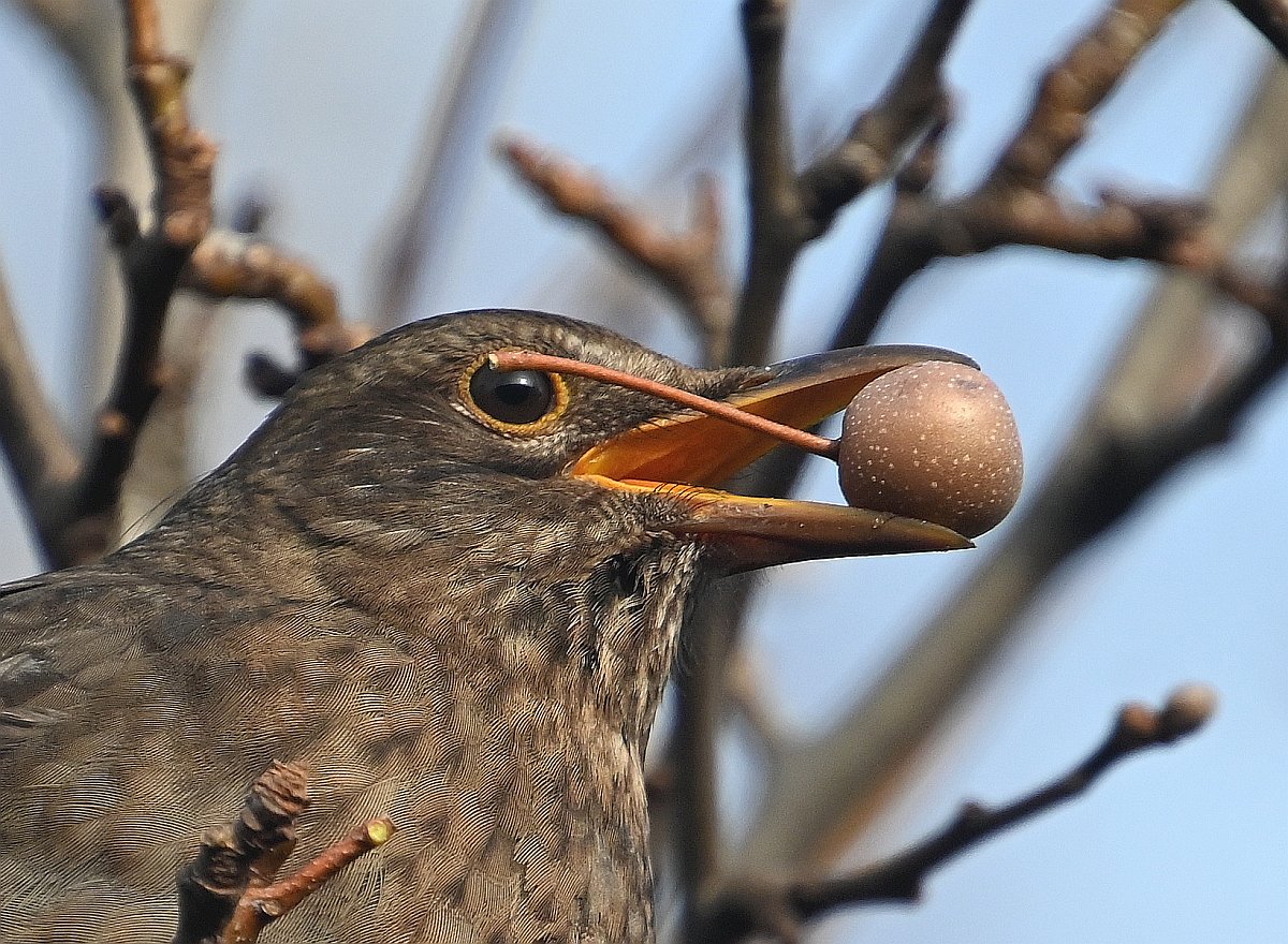 Amsel mit Beere 3.jpg