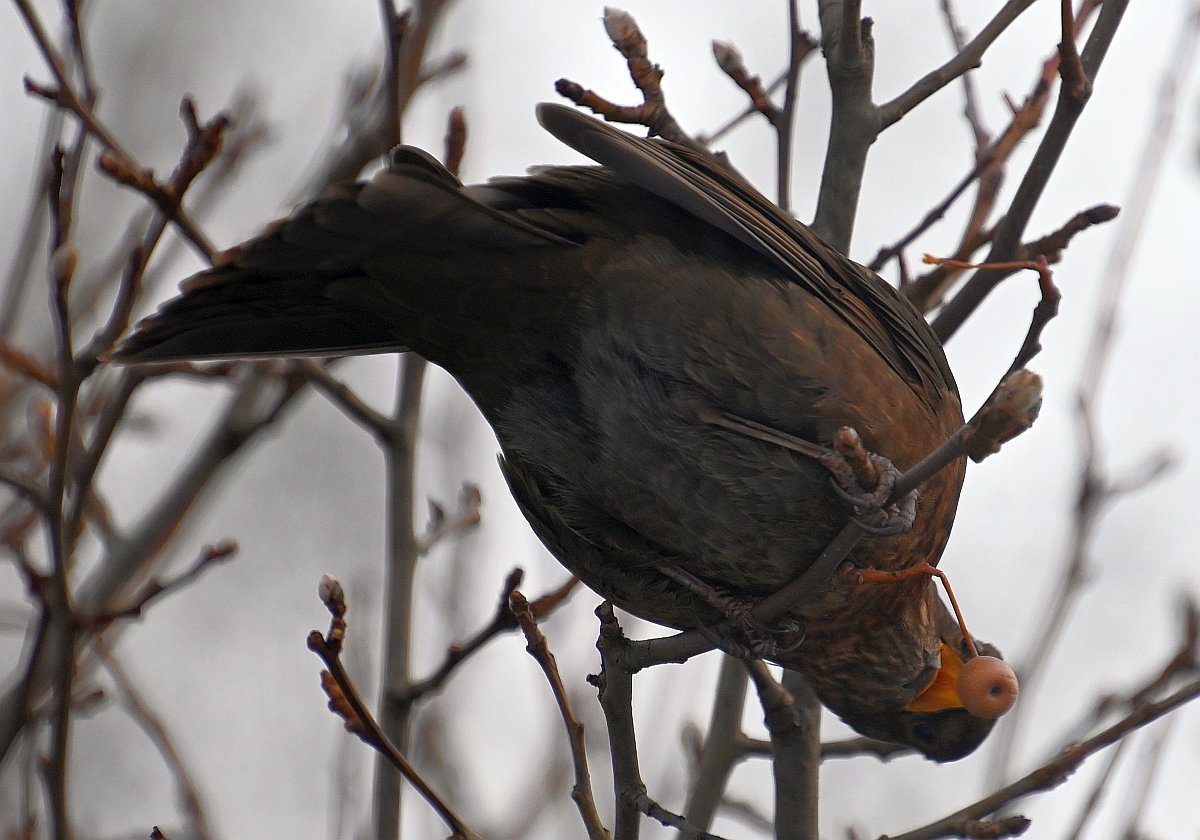 Amsel mit Beere 4.jpg