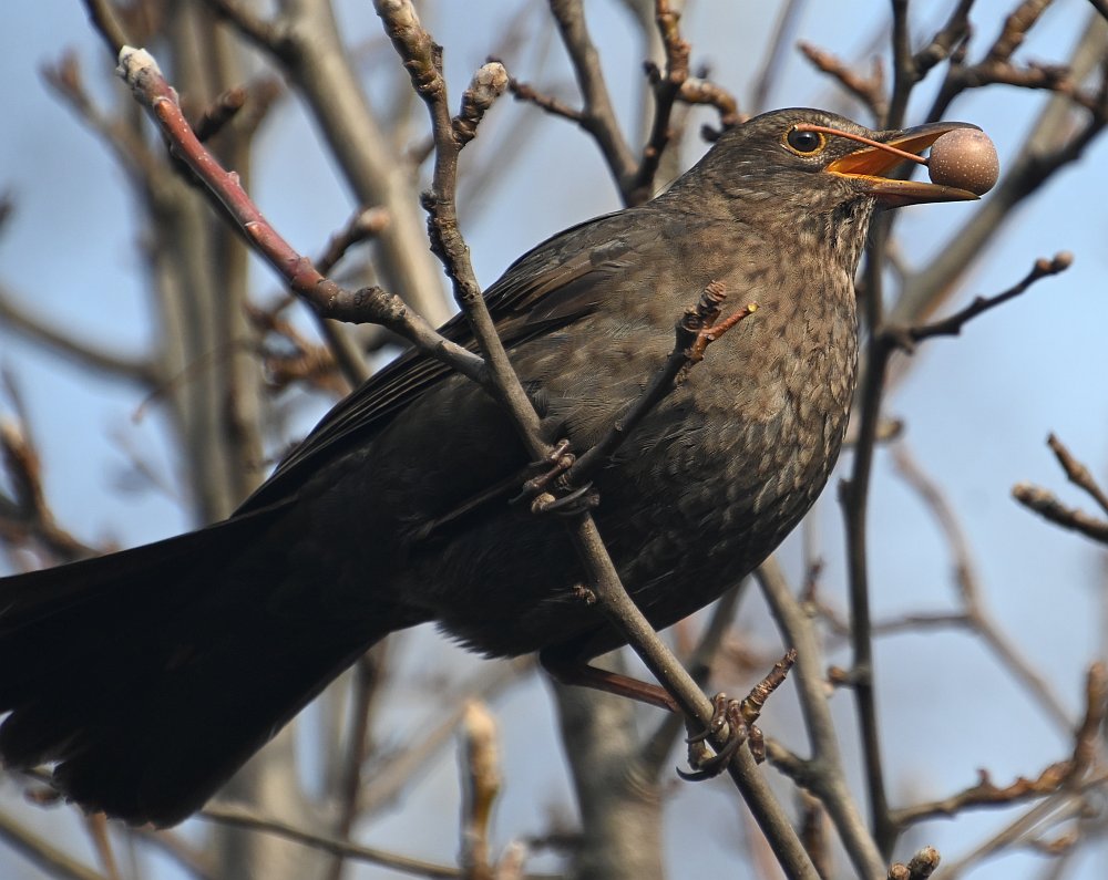 Amsel mit Beere.jpg