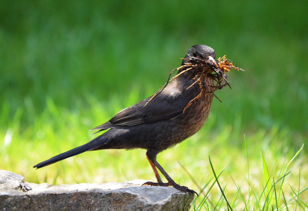Amsel mit Gras